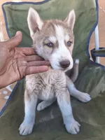 Mercedes, a female Siberian Husky for sale in Lancaster, CA – 8 of 8