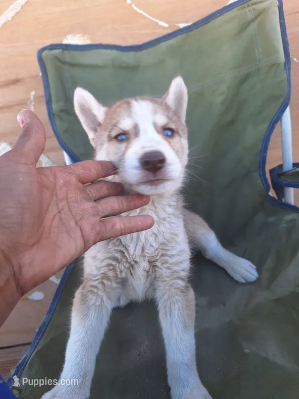 Auburn, a female Siberian Husky for sale in Lancaster, CA – 1 of 2