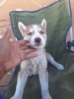 Mercedes, a female Siberian Husky for sale in Lancaster, CA – 3 of 8