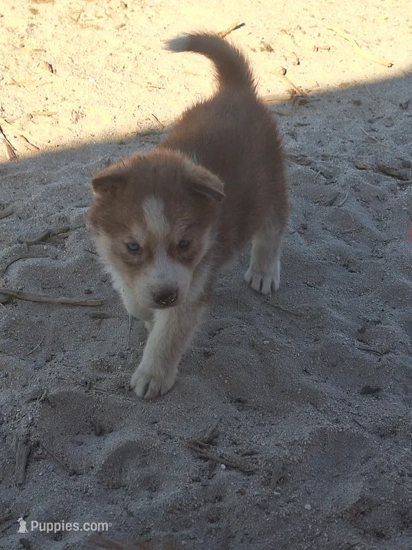 Mercedes – Siberian Husky puppy for sale in Palmdale, CA
