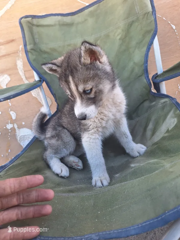 Porscha , a female Siberian Husky for sale in Lancaster, CA – 1 of 2