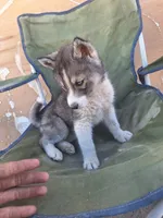 Porscha , a female Siberian Husky for sale in Lancaster, CA – 1 of 2