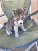 Porscha , a female Siberian Husky for sale in Lancaster, CA – 2 of 2