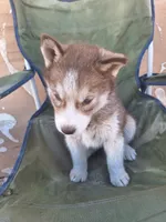 Mercedes, a female Siberian Husky for sale in Lancaster, CA – 6 of 8