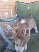 Mercedes, a female Siberian Husky for sale in Lancaster, CA – 4 of 8