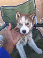 Mercedes, a female Siberian Husky for sale in Lancaster, CA – 2 of 8