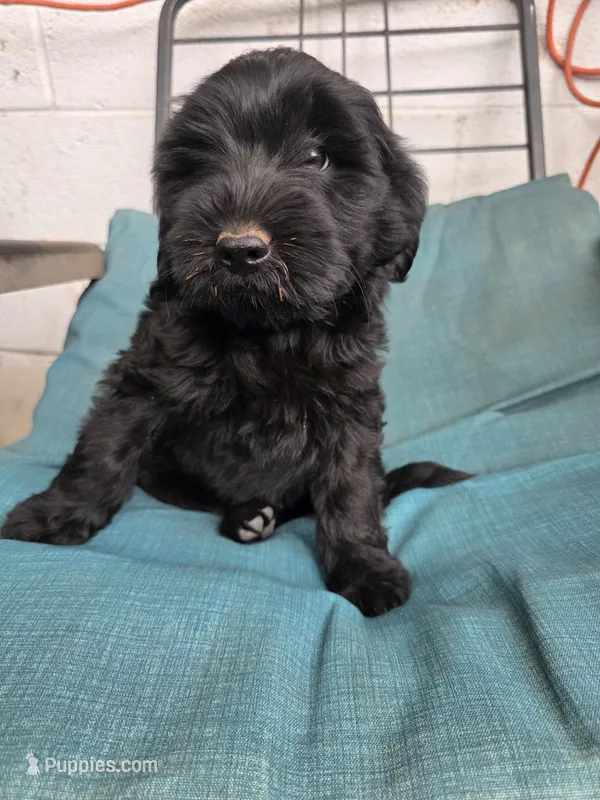 Ebony – Miniature Aussiedoodle puppy for sale in Woodward, OK