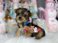 Nick, a male Yorkshire Terrier for sale in Goldsboro, NC – Photo 3 of 3