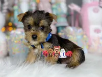 Nick, a male Yorkshire Terrier for sale in Goldsboro, NC – Photo 2 of 3