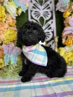 John, a male Poodle - Toy  for sale in Goldsboro, NC – Photo 4 of 4