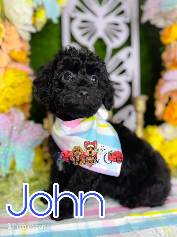 John – Poodle - Toy  puppy for sale in Goldsboro, NC