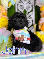 John, a male Poodle - Toy  for sale in Goldsboro, NC – Photo 1 of 4