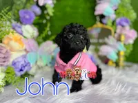John, a male Poodle - Toy  for sale in Goldsboro, NC – Photo 1 of 4