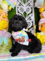 John, a male Poodle - Toy  for sale in Goldsboro, NC – Photo 3 of 4