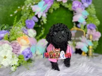 John, a male Poodle - Toy  for sale in Goldsboro, NC – Photo 3 of 4