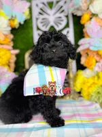 John, a male Poodle - Toy  for sale in Goldsboro, NC – Photo 2 of 4