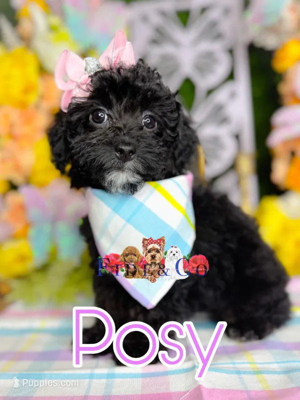 Posy – Poodle - Toy  puppy for sale in Goldsboro, NC