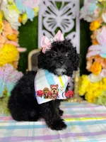 Posy, a female Poodle - Toy  for sale in Goldsboro, NC – Photo 2 of 4