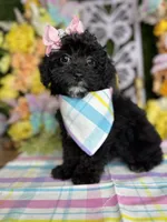 Posy, a female Poodle - Toy  for sale in Goldsboro, NC – Photo 3 of 4