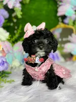Posy, a female Poodle - Toy  for sale in Goldsboro, NC – Photo 2 of 3
