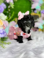 Posy, a female Poodle - Toy  for sale in Goldsboro, NC – Photo 3 of 3