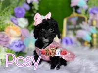 Posy, a female Poodle - Toy  for sale in Goldsboro, NC – Photo 1 of 3