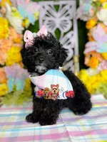 Posy, a female Poodle - Toy  for sale in Goldsboro, NC – Photo 4 of 4