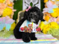 Agatha, a female Poodle - Toy  for sale in Goldsboro, NC – Photo 2 of 4