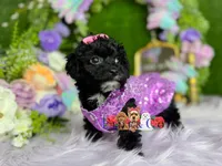 Agatha, a female Poodle - Toy  for sale in Goldsboro, NC – Photo 4 of 4