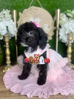 Agatha, a female Poodle - Toy  for sale in Goldsboro, NC – 2 of 5