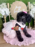 Agatha, a female Poodle - Toy  for sale in Goldsboro, NC – 5 of 5