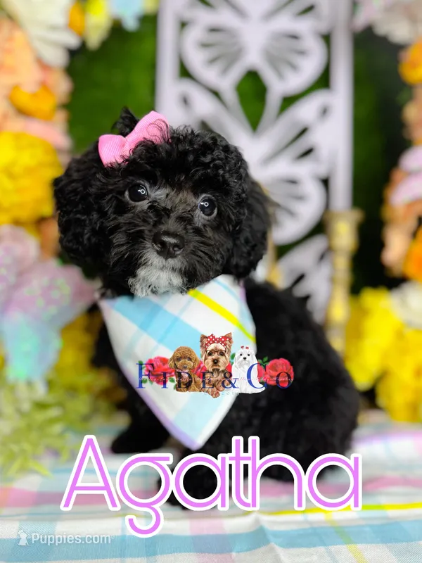 Agatha – Poodle - Toy  puppy for sale in Goldsboro, NC