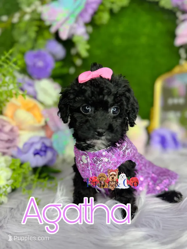 Agatha