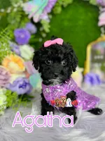 Agatha, a female Poodle - Toy  for sale in Goldsboro, NC – Photo 1 of 4