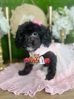 Agatha, a female Poodle - Toy  for sale in Goldsboro, NC – 4 of 5