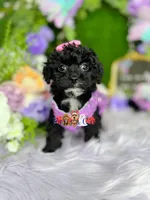 Agatha, a female Poodle - Toy  for sale in Goldsboro, NC – Photo 2 of 4