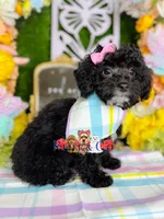 Agatha, a female Poodle - Toy  for sale in Goldsboro, NC – Photo 4 of 4