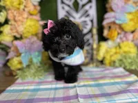 Agatha, a female Poodle - Toy  for sale in Goldsboro, NC – Photo 3 of 4