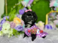 Agatha, a female Poodle - Toy  for sale in Goldsboro, NC – Photo 3 of 4