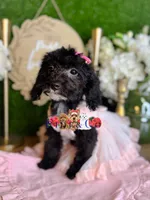 Agatha, a female Poodle - Toy  for sale in Goldsboro, NC – 3 of 5