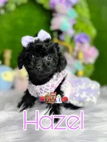 Hazel, a female Poodle - Toy  for sale in Goldsboro, NC – Photo 1 of 4