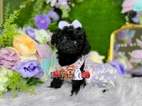 Hazel, a female Poodle - Toy  for sale in Goldsboro, NC – Photo 4 of 4