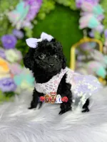 Hazel, a female Poodle - Toy  for sale in Goldsboro, NC – Photo 2 of 4