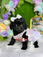 Hazel, a female Poodle - Toy  for sale in Goldsboro, NC – Photo 3 of 4