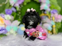 Sophie, a female Poodle - Toy  for sale in Goldsboro, NC – Photo 3 of 3