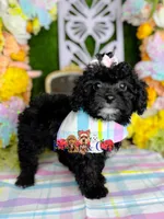 Sophie, a female Poodle - Toy  for sale in Goldsboro, NC – Photo 4 of 4