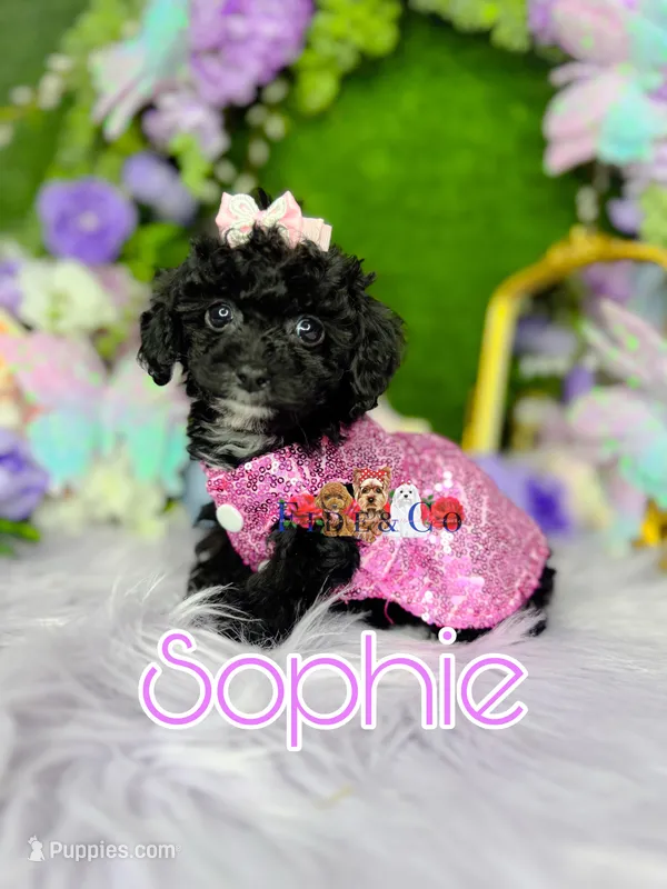 Sophie – Poodle - Toy  puppy for sale in Goldsboro, NC