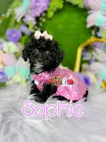 Sophie, a female Poodle - Toy  for sale in Goldsboro, NC – Photo 1 of 3
