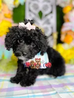 Sophie, a female Poodle - Toy  for sale in Goldsboro, NC – Photo 2 of 4