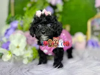 Sophie, a female Poodle - Toy  for sale in Goldsboro, NC – Photo 2 of 3